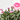 CLAVEL PINK KISSES M-13 + PICK BESO