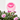 CLAVEL PINK KISSES J25 + PICK BESO