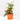 COMPOSICIÓN PLANTAS CON BASE CERÁMICA D14 H33