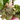 COMPOSICIÓN PLANTAS CON BASE CERÁMICA