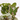 COMPOSICIÓN PLANTAS CON BASE ZINC D13 H25