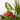 COMPOSICIÓN PLANTAS CON BASE ZINC D32 H50