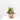 COMPOSICIÓN PLANTAS CON BASE RATÁN D14 H35