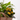 COMPOSICIÓN PLANTAS CON BASE RATÁN D14 H35