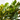 CROTON MAMEY MACETA 20CM
