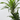 DRACAENA DEREMENSIS MACETA 20CM