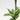 DRACAENA GOLD COAST MACETA 17CM