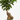 FICUS MICROCARPA GINSENG MACETA 20CM