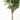 FICUS MOCLAMEN TRENZADO MACETA 17CM