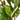 FICUS ROBUSTA MACETA 25 CENTÍMETROS 3 CAÑAS