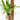YUCCA MACETA 18CM