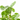 PILEA PEPEROMIOIDES C 15