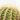CACTUS VARIEDADES MACETA 5L