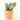 OPUNTIA MACETA 5L