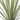 YUCCA FILIFERA 10L
