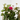 ROSAL PREMIUM ARCO MACETA 6L