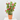 DIPLADENIA MACETA 3L ESPALDERA