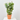 DIPLADENIA MACETA 3L ESPALDERA