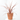 CORDYLINE COLECCIÓN MACETA 4L