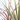 CORDYLINE COLECCIÓN MACETA 4L