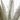 AGAVE CHRYSANTHA MACETA 8L