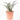 AGAVE FRANZOSINII MACETA 8L