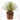 AGAVE GERMINIFLORA MACETA 8L