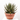 AGAVE MIX TARRINA 40CM