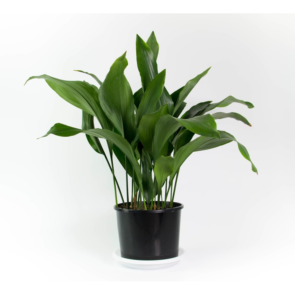 Aspidistra planta de interior de fÃ¡cil cuidado
