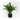 Aspidistra planta de interior de fÃ¡cil cuidado
