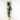 DRACENA MARGINATA 10L + MACETERO ANTHEIA BEIGE 31CM