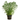 MYRIOPHYLLUM VERDE