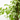 FICUS BENJAMINA GOLDEN KING MACETA 3L