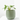 PHILODENDRON WHITE PRINCESS MACETA 17CM