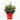 PICEA AZUL MACETA 23CM