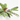 CALATHEA PORTE COMPACTO 17CM