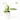 PHILODENDRON WHITE PRINCESS MACETA 6CM