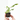 PHILODENDRON WHITE PRINCESS MACETA 6CM
