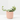 PEPEROMIA HOPE MACETA 6CM