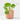 PILEA PEPEROMIOIDES MACETA 6CM