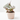 BEGONIA REX DEW DROP MACETA 6CM
