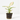 AGLAONEMA MIX MACETA 6CM