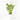 ANTHURIUM 'PRINCESS AMALIA MACETA 3L