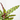 CALATHEA INSIGNIS MACETA 12CM