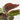 CALATHEA MEDAILLON M-12