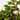 OXALIS IRON CROSS (ENGELS) MACETA 13CM