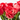 LOTE RAMO 12 ROSAS + JARRÓN