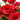 RAMO RED LOVE