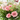 RAMO PINK LOVE