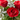 RAMO ROSAS ROJAS